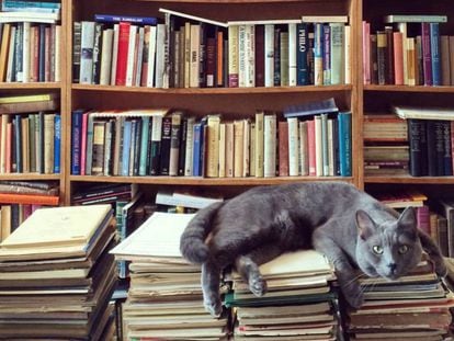 Un felino en una librería.