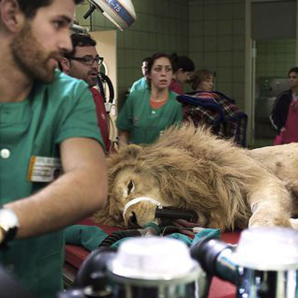 Cómo operar a un león | Madrid | EL PAÍS