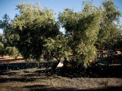 Una máquina agita el tronco de un olivo en la localidad de Lora de Estepa (Sevilla) para que caigan las aceitunas.