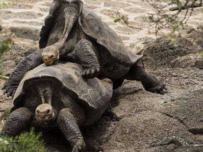 La tortuga gigante (Chelonoidis nigra) se expone a una caída de espaldas cuando copula.