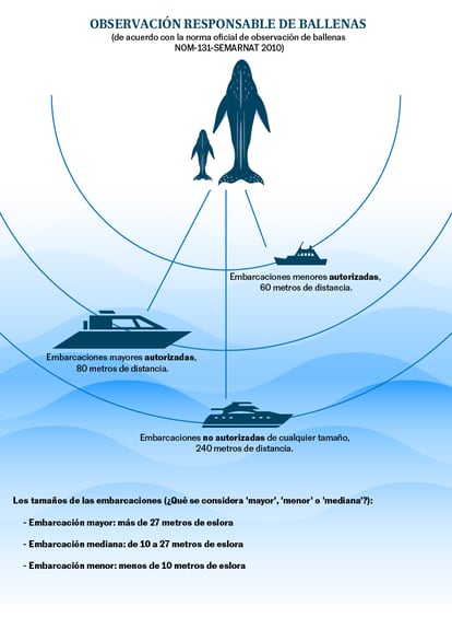 Observación responsable de ballenas