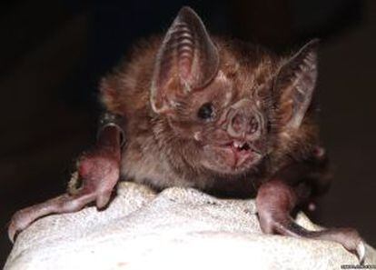 Los murciélagos transmiten la rabia en la Amazonia.