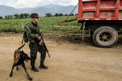 Desde 2005, cuando se registraron las primeras tomas, 12 indígenas nasa han muerto en enfrentamientos con la fuerza pública. En la imagen, un policía colombiano resguarda un campo de caña de azúcar en la localidad de Tetillo, cerca de Corinto, en el departamento de Cauca,  el 31 de agosto de 2022.
