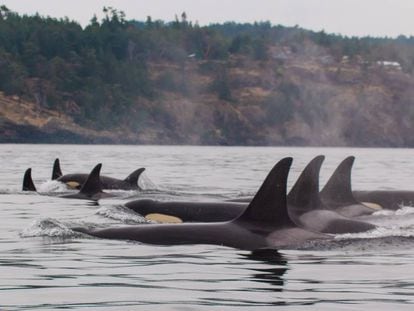 Familia de orcas sedentarias de la costa oeste de EE UU incluidas en el estudio.