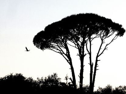 Una cigüeña vuela junto a unos pinos en el pueblo de Mimess, Líbano, el 17 de mayo de 2022.