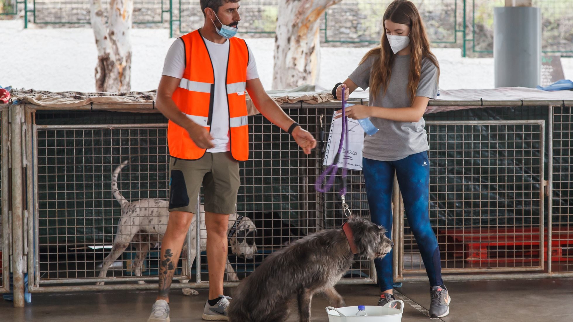 Ley protección animal: el Gobierno quiere prohibir que se deje a perro sin supervisión más de 24 horas | Clima y Medio Ambiente EL PAÍS