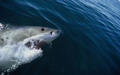 Encuentro con un gran tiburón blanco cerca de Gansbaai, en Sudáfrica.