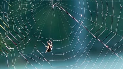 Si encuentra una araña en su salón, piense en sus beneficios. Las neuronas se lo agradecerán. ¿Qué secreto esconden sus telas?