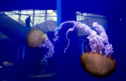 Detalle de dos medusas Ortigas del Pacífico (Chrysaora fuscescens) durante la inauguración de la exposición "Medusas como jamás se habían visto" en el Oceanogràfic de Valencia.