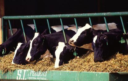 Cambiando la alimentación del ganado se podrían reducir las emisiones de metano.