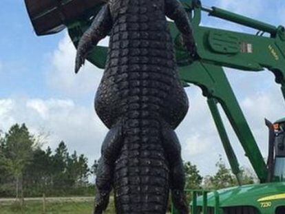 La foto del cocodrilo colgada en las redes por Outwest Farms, Inc.