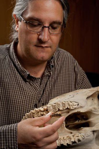 El científico Jonathan Block muestra la mandíbula superior de un caballo actual con la de un Sifrhippus de hace 55 millones de años.