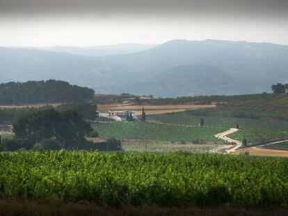 Vista panor&aacute;mica de les Terres dels Alforins, en la parte recayente a Moixent, con algunos vi&ntilde;edos en primer plano.