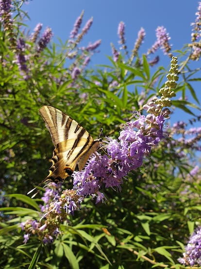 A podaliris butterfly sucks from a chasteberry inflorescence.