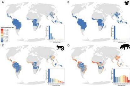 El mapa muestra el índice de 'defaunación' de los mamíferos en las selvas tropicales. Este índice refiere al número de especies en declive. Arriba a la izquierda, la situación de todos los mamíferos. Los otros tres mapas son para maíferos pequeños, medianos y grandes.