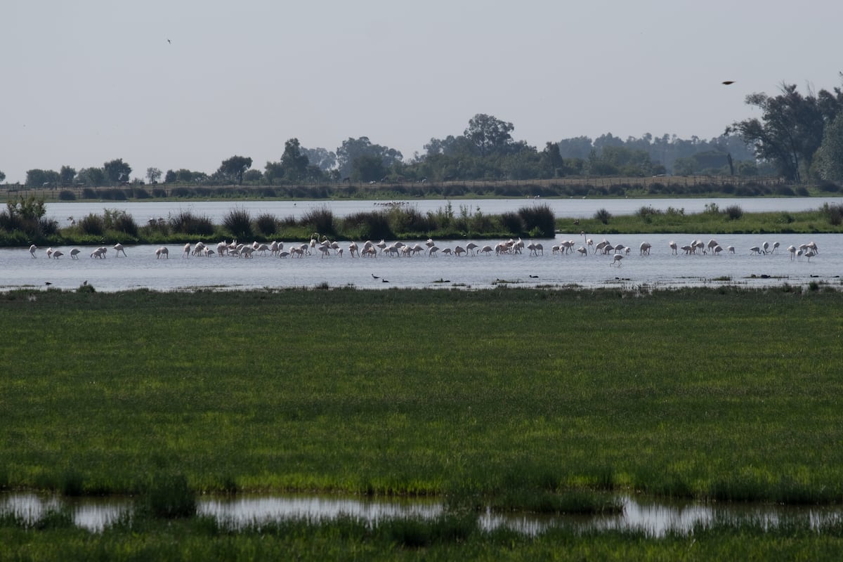 El PSOE andaluz abre indemnizaciones a los agricultores de la empresa de Doñana |  Clima y Ambiente Medio