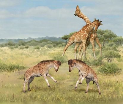 Recreación de los cabezazos y 'cuellazos' entre machos de jirafas y el recién descubierto 'Discokeryx xiezhi', delante.