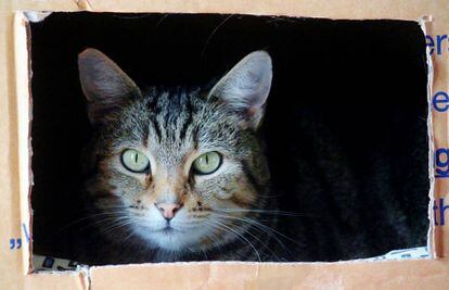 A Erwin Schr&ouml;dinger su ejemplo del gato en la caja le parec&iacute;a rid&iacute;culo