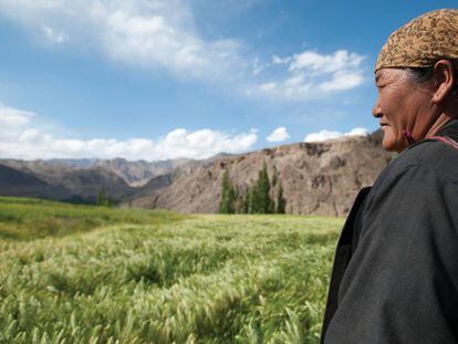 Una campesina observa sus campos de trigo en Leh, la antigua capital del reino de Ladakh al pie del Himalaya, en el norte de India.