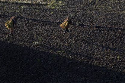 Dos nepalíes transportan haces de arroz después segar una tierra.