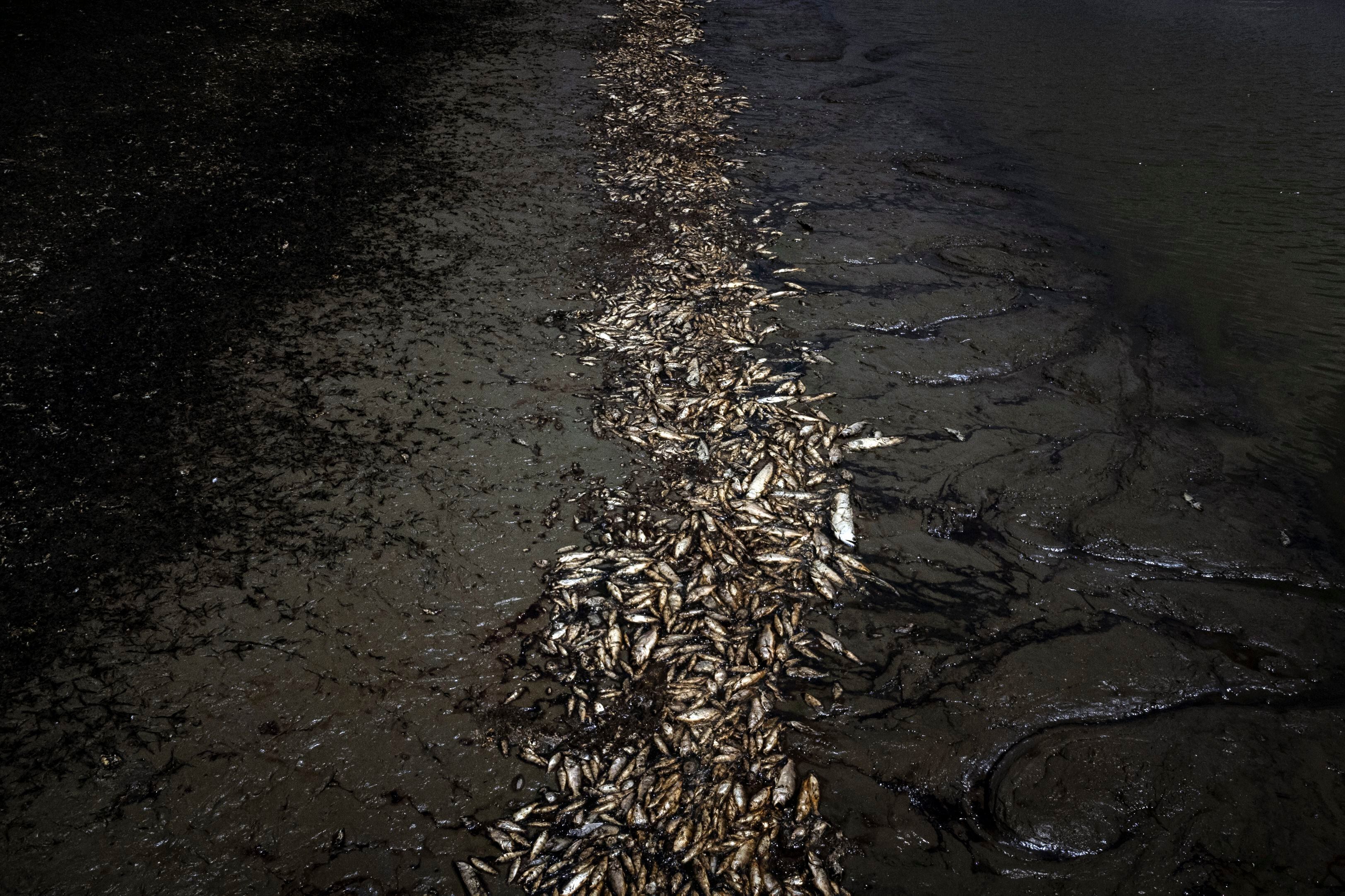 Miles de peces muertos en el Lago do Piranha, en Manacapuru (Brasil), el 27 de septiembre.