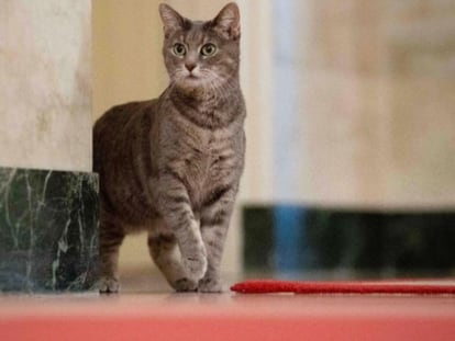 El gato de la familia Biden, Willow, paseando por los pasillos de la Casa Blanca.
