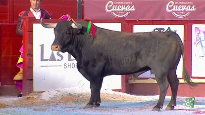 El toro de Miura, instantes después de salir al ruedo de Sanlúcar de Barrameda.