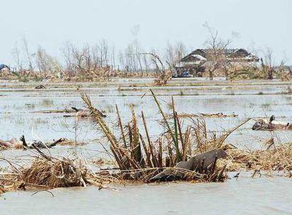 Víctimas del ciclón flotan en un campo inundado en Labutta, localidad del delta del Irrawaddy.