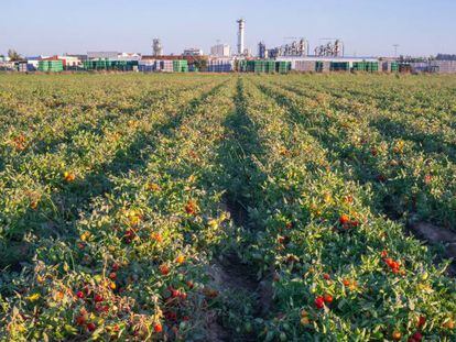 Cultivo y planta de procesado de tomates en las Vegas Altas del Guadiana, en la provincia de Badajoz. 