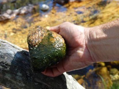 Una piedra colonizada por la cianobacteria.