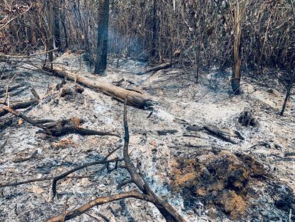 Parte de la selva amazónica calcinada debido a uno de los más de dos mil focos de incendios que arrasan la zona