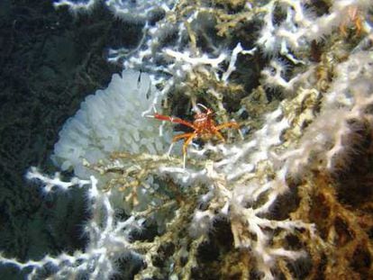 Coral <i>Lophelia pertusa</i>, con una langosta que es parte de su fauna asociada.