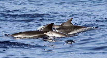 Un grupo de delfines nada frente a las costas de Niza (Francia).