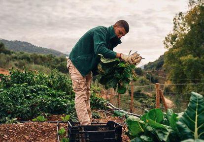 Mohamed Galmi (18) trabajando en un campo agrícola de Benoaján (Málaga).