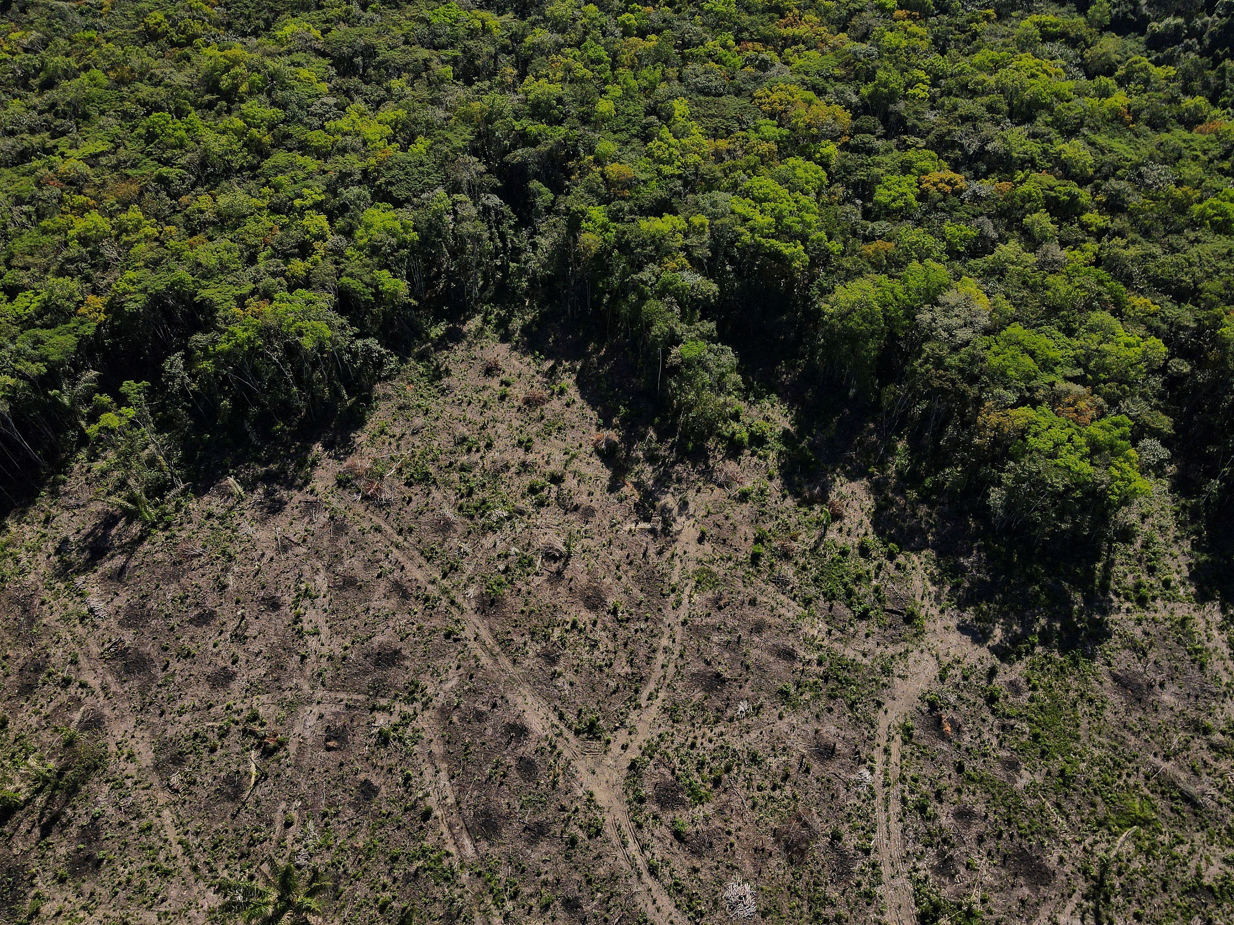 Vista aérea de una parcela deforestada de la selva amazónica en Manaos.