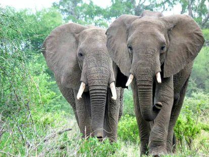 La proporción de elefantes cazados por sus colmillos ha bajado a la mitad desde 2011.