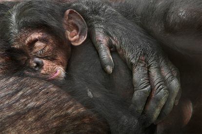 Una cría de chimpance duerme entre los brazos de su madre.