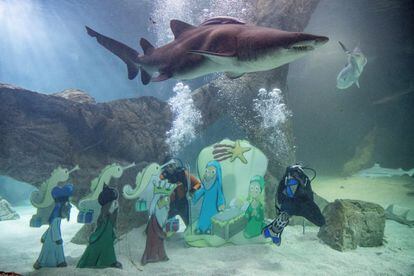 Un año más, los buceadores se han sumergido en el tanque de tiburones del Zoo Aquarium de Madrid para instalar el Belén acuático. El tanque, en el que conviven tiburones, tortugas, rayas y otras especies marinas, tiene una profundidad de cuatro metros.