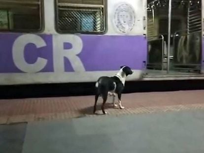 El misterioso caso de la perra que espera cada noche el mismo tren