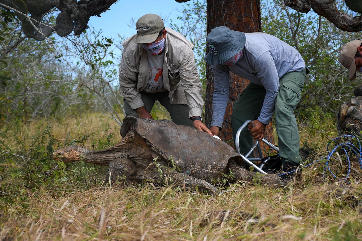 Miembros del Parque Nacional Galápagos, donde se gestó 'El origen de las especies', de Charles Darwin, liberan quince quelonios en una imagen de este pasado lunes.