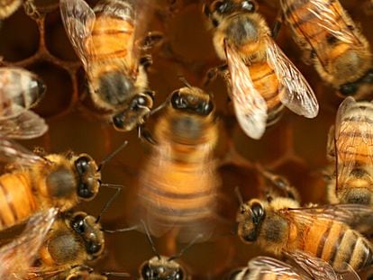 Para transmitir la posición de una fuente de comida, las abejas realizan una serie de movimientos que dan con enorme precisión la distancia, posición y hasta la calidad del recurso.