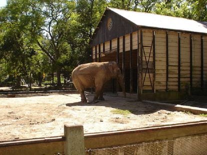 La elefanta Pelusa, en el zoológico de La Plata.