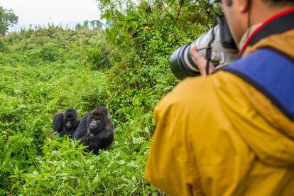 En un pequeño rincón al noroeste de Ruanda vive una de las últimas poblaciones de gorilas de montaña del planeta. Tras décadas de caza ilegal y conflictos bélicos esta población se ha visto drásticamente disminuida. Parecían condenados a extinguirse pero, gracias a la participación del país en el Programa Internacional de Conservación del Gorila, su población crece poco a poco: hoy hay unos 600 gorilas viviendo en el bosque de las montañas Virunga, una cadena de volcanes extintos que bordea Ruanda, Uganda y la República Democrática del Congo. <br><br> Además, Ruanda ha adoptado un modelo de turismo sostenible para conseguir un cambio a largo plazo y está sirviendo de ejemplo a otros países y aprovecha los beneficios que genera el parque para reducir las amenazas sobre los gorilas. Hay iniciativas como <a href="http://cbtrwanda.org/" target="_blank">Gorilla Guardians Village</a>, una aldea donde excazadores furtivos se ganan ahora la vida compartiendo sus historias en lugar de proseguir con la caza. Las políticas sostenibles se aplican en otros puntos del país, como el parque nacional Akagera, que ha podido reintroducir con éxito al león y al rinoceronte negro oriental en su zona, convirtiendose de nuevo en un territorio donde pueden convivir los Big Five (los cinco grandes mamíferos de África). Y en el parque nacional más reciente de Ruanda, Gishwati Mukura (en el oeste), se ha propuesto la restauración del paisaje: se trata de una ecoregión biodiversa con muchas especies endémicas. Con alojamientos en granjas y rutas inmersivas con curanderos tradicionales, se pretende recuperar el frágil paisaje de la zona.