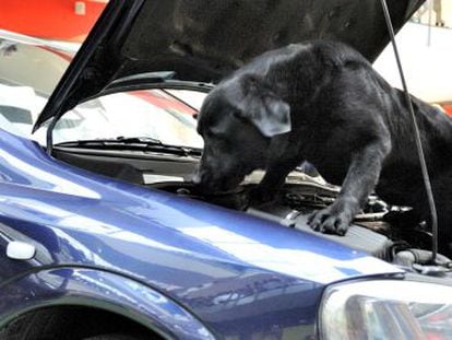 Uno de los perros de la Ertzaintza rastrea un autom&oacute;vil en la exhibici&oacute;n realizada este viernes en Vitoria. 