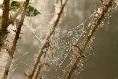 Una telaraña vacía puede presagiar lluvia, ya que los arácnidos son sensibles a los cambios de presión.