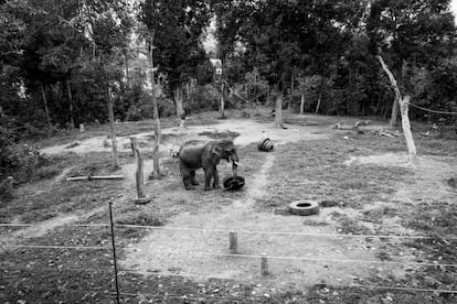 Aunque desde diferentes puntos del centro se puede observar a los elefantes comportándose y actuando de forma natural, la interacción directa entre visitantes y animales está normalmente prohibida o limitada. En la imagen, un gran ejemplar macho, agresivo y comprado a su 'mahout' por no cuidarlo bien, se recupera y hace ejercicios con troncos y neumáticos viejos.