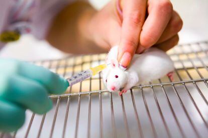 Los ratones son los animales más empleados en investigación biomédica.