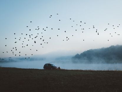 Los pájaros son la base de la banda sonora de cualquier paisaje. En la imagen una bandada a las afueras de Breslavia, Polonia.