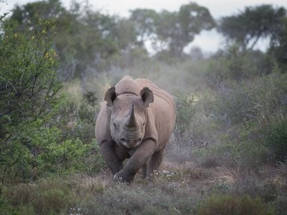 Un rinoceronte camina en la concesión de Kuzuko del Parque Nacional de Elefantes de Addo, en Sudáfrica.