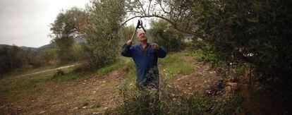 Un agricultor poda una oliva en la sierra de Málaga.